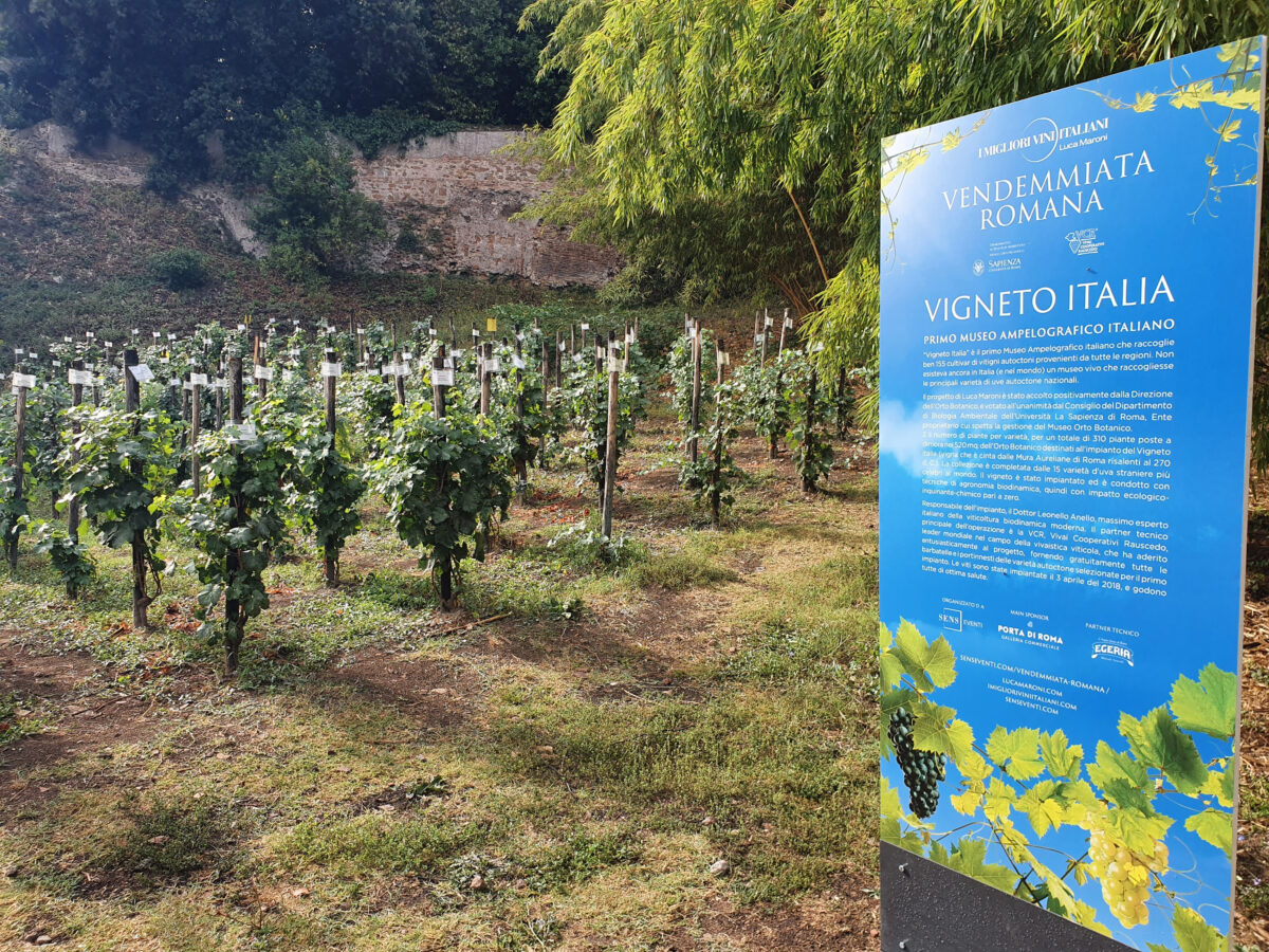 Vendemmiata Romana dal 23 al 25 settembre 2022 Vigneto Italia Orto Botanico di Roma